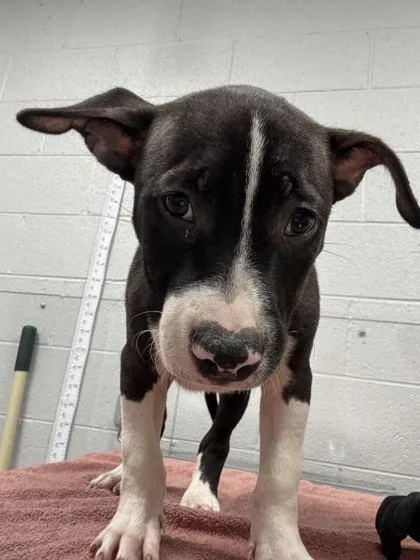 A baby large-sized male Pit Bull Terrier dog named Simon for adoption in Sevierville, TN