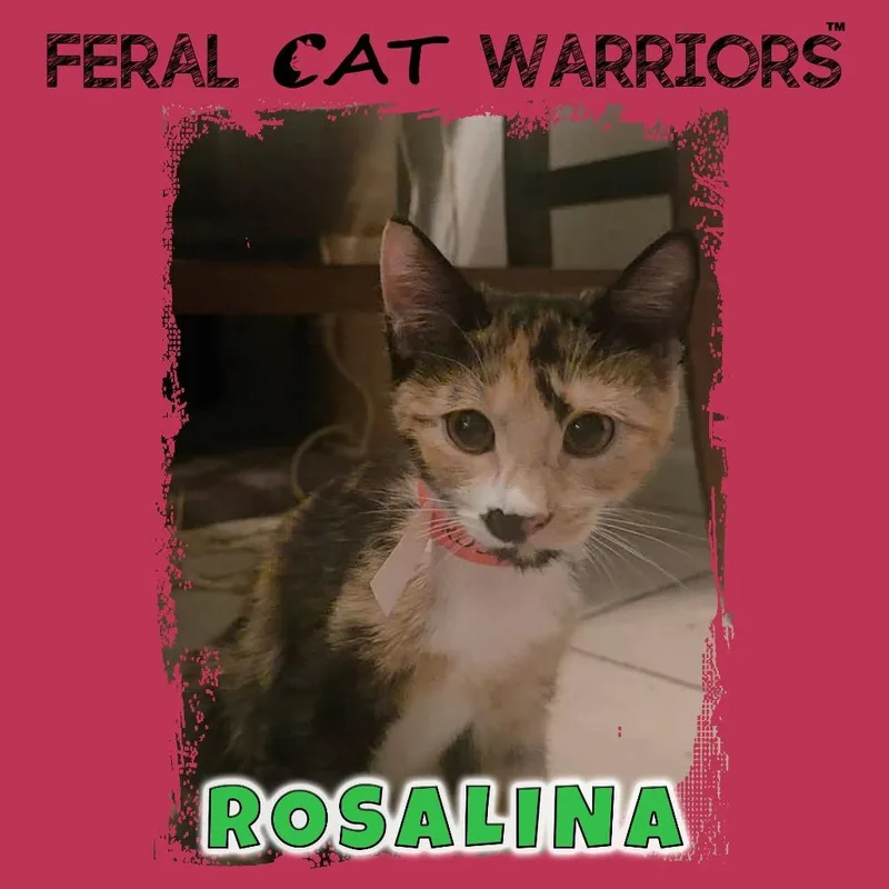 A baby small-sized female Calico Domestic Short Hair cat named Rosalina for adoption in Kingman, AZ
