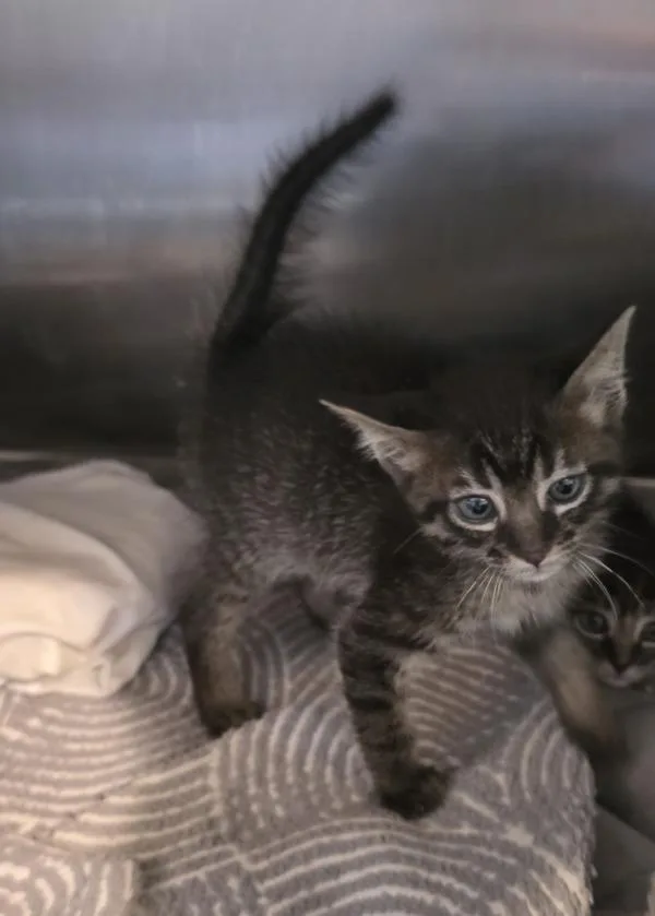 A baby medium-sized male Domestic Short Hair cat named Mr. Mole for adoption in Cleveland, TN