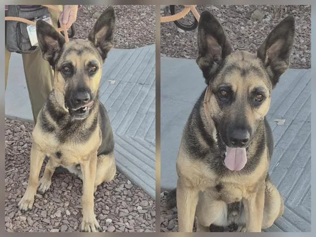 A young medium-sized male German Shepherd Dog dog named Baymax for adoption in Albuquerque, NM