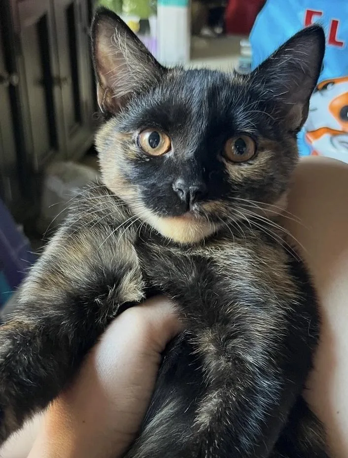 A baby medium-sized female Tortoiseshell Domestic Short Hair cat named Gelato for adoption in Austin, TX