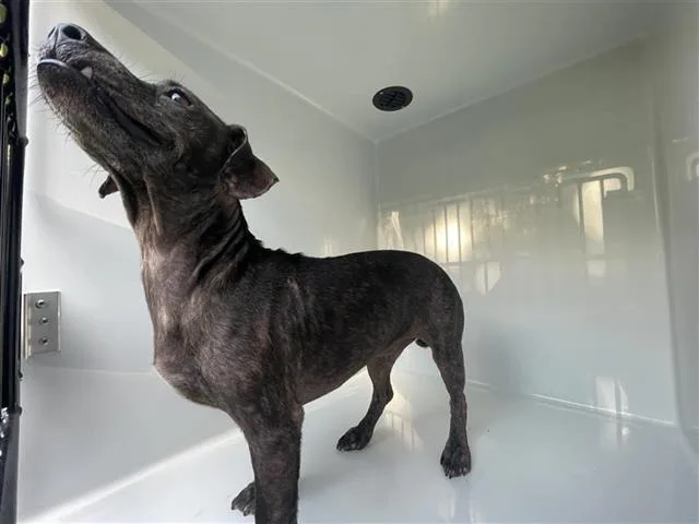 An adult small-sized male Dachshund dog named Jack Frost for adoption in Houston, TX