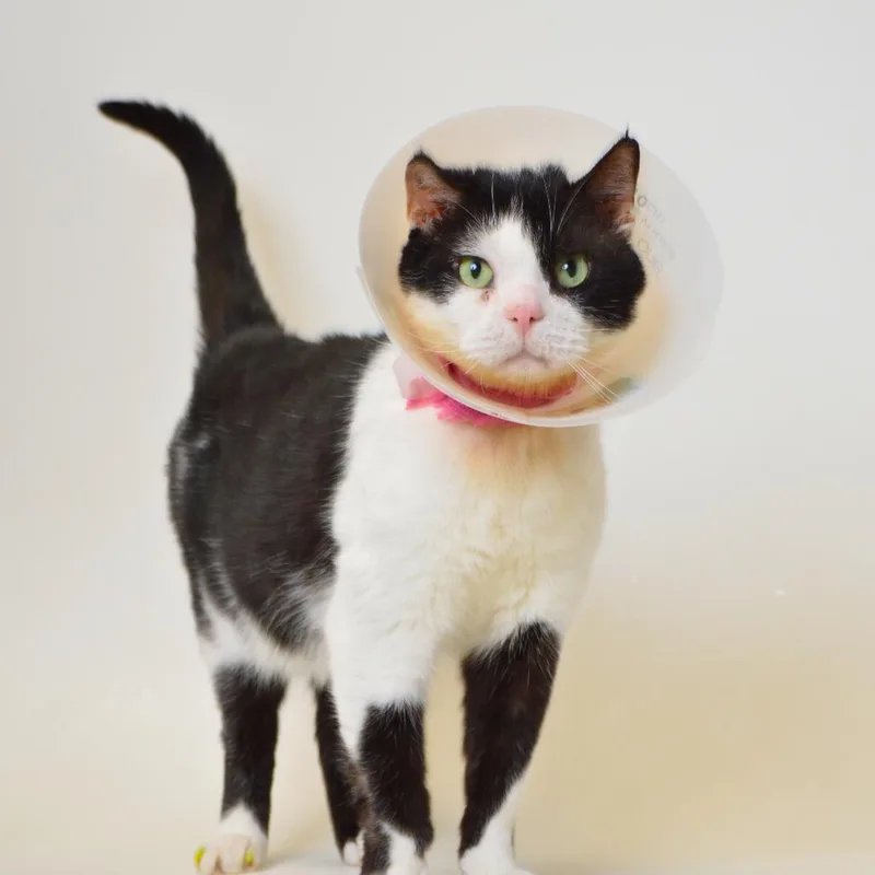 A senior medium-sized male Domestic Short Hair cat named Twinkie for adoption in Springfield, IL
