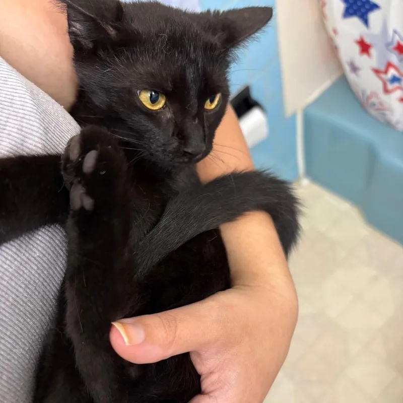A baby small-sized female Black Domestic Short Hair cat named Maple for adoption in Reisterstown, MD