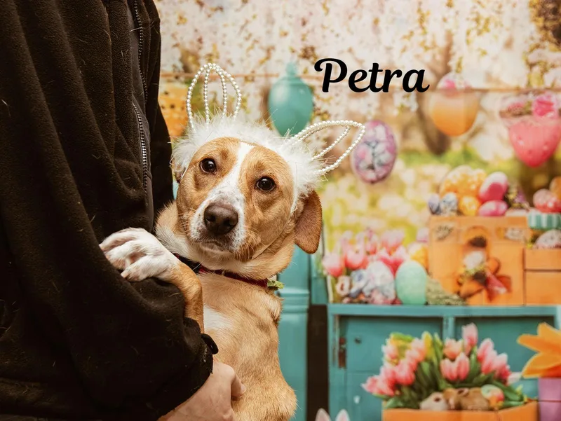 Petra thumbnail 3