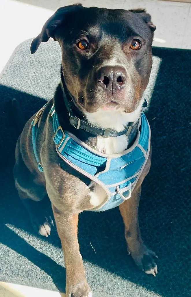Hank