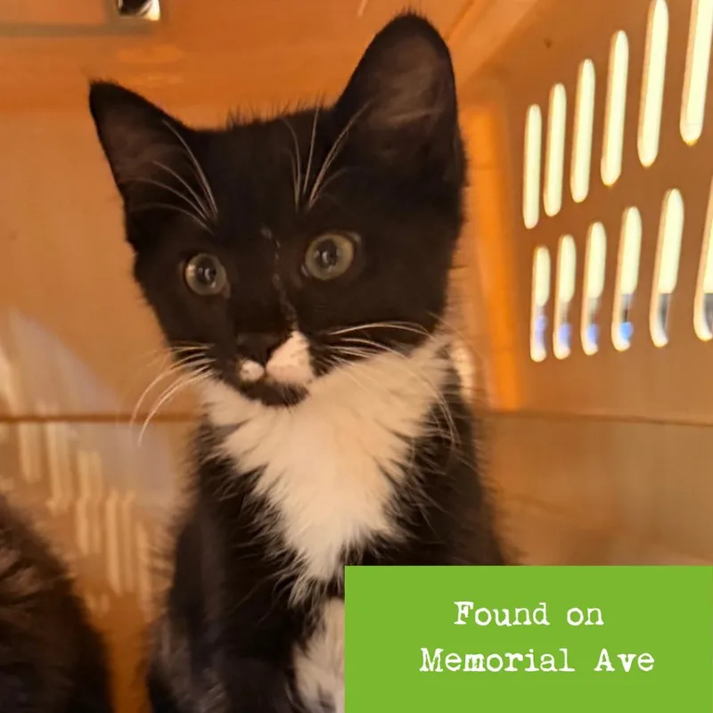 A baby small-sized female Black Domestic Long Hair cat named Fries for adoption in Lynchburg, VA