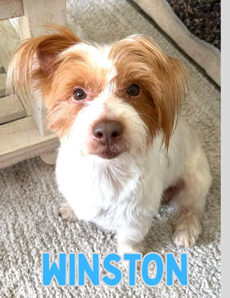 A senior small-sized male White / Cream Norfolk Terrier dog named Winston for adoption in Shalimar, FL