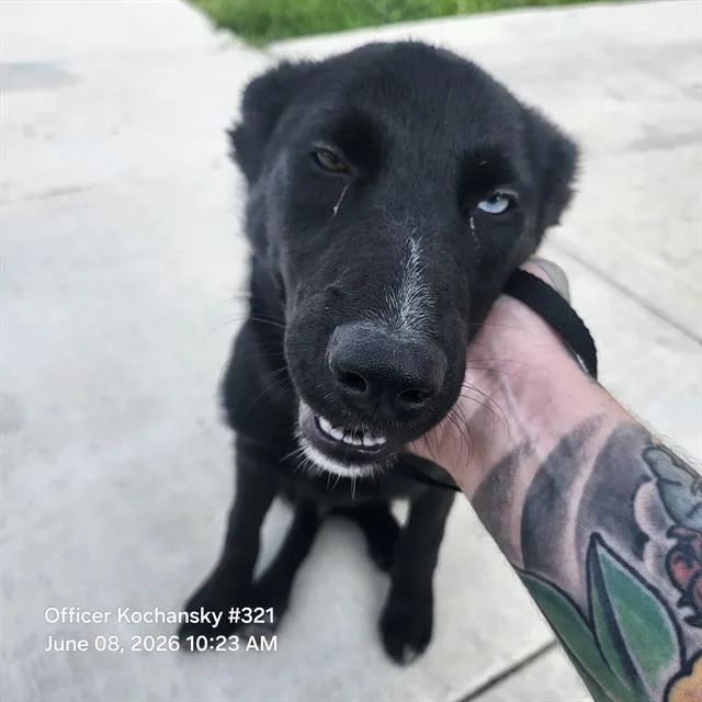 A young medium-sized female Labrador Retriever dog named Lucy for adoption in San Antonio, TX