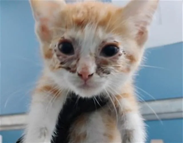 A baby small-sized female Domestic Short Hair cat named Franny for adoption in San Bernardino, CA