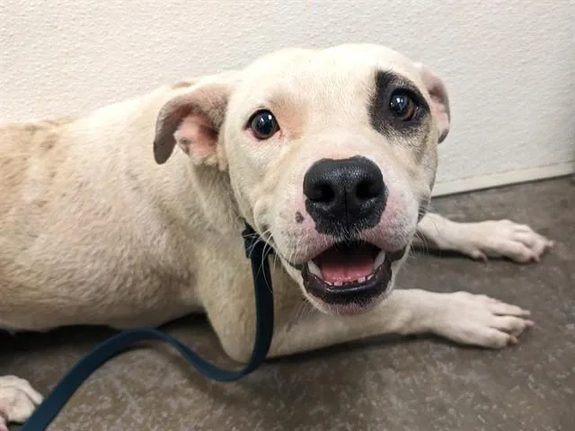 An adult large-sized female Pit Bull Terrier dog named Sweet Pea for adoption in Phoenix, AZ
