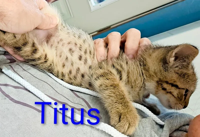 A baby small-sized male Domestic Short Hair cat named Titus for adoption in Mena, AR