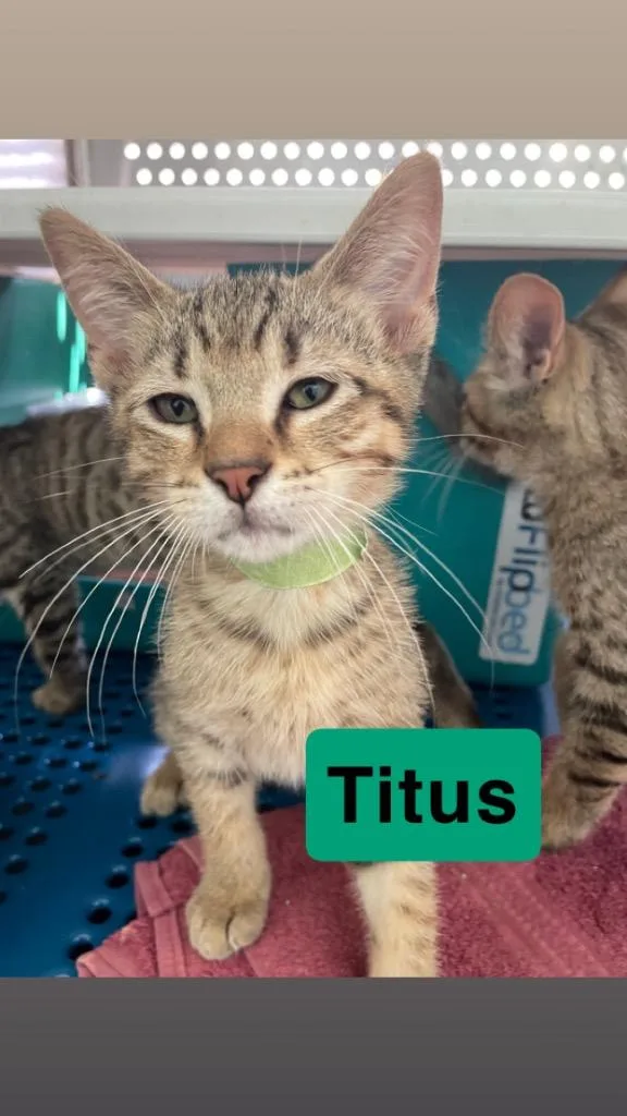 Titus thumbnail 2