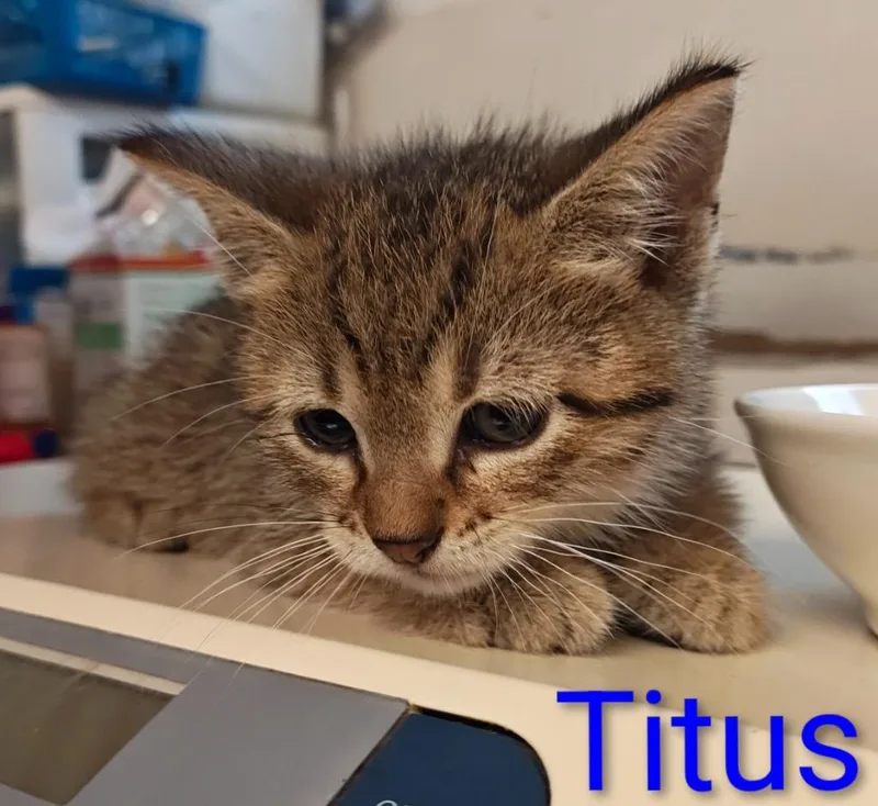 Titus thumbnail 3