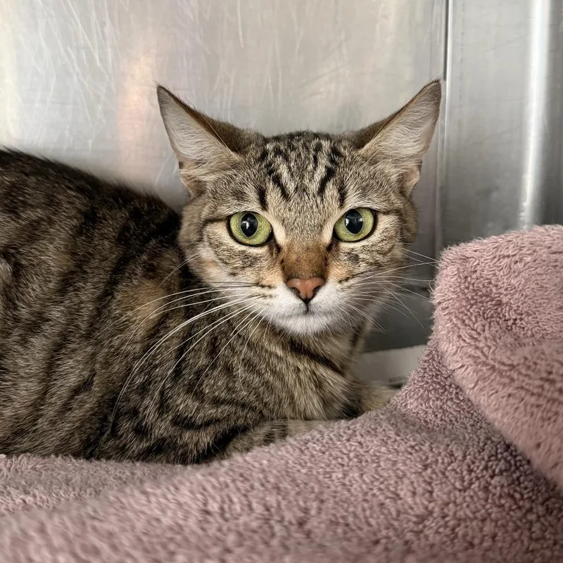 A young medium-sized female Brown / Chocolate Domestic Short Hair cat named Lexi for adoption in Long Beach, CA