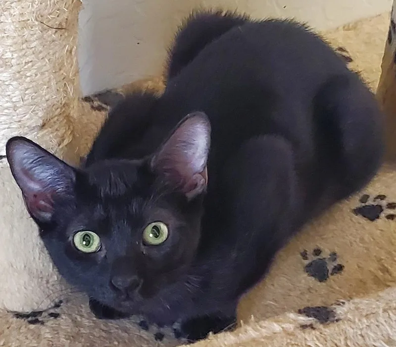 An adult medium-sized female Black Domestic Short Hair cat named Midnight for adoption in Glendale, AZ