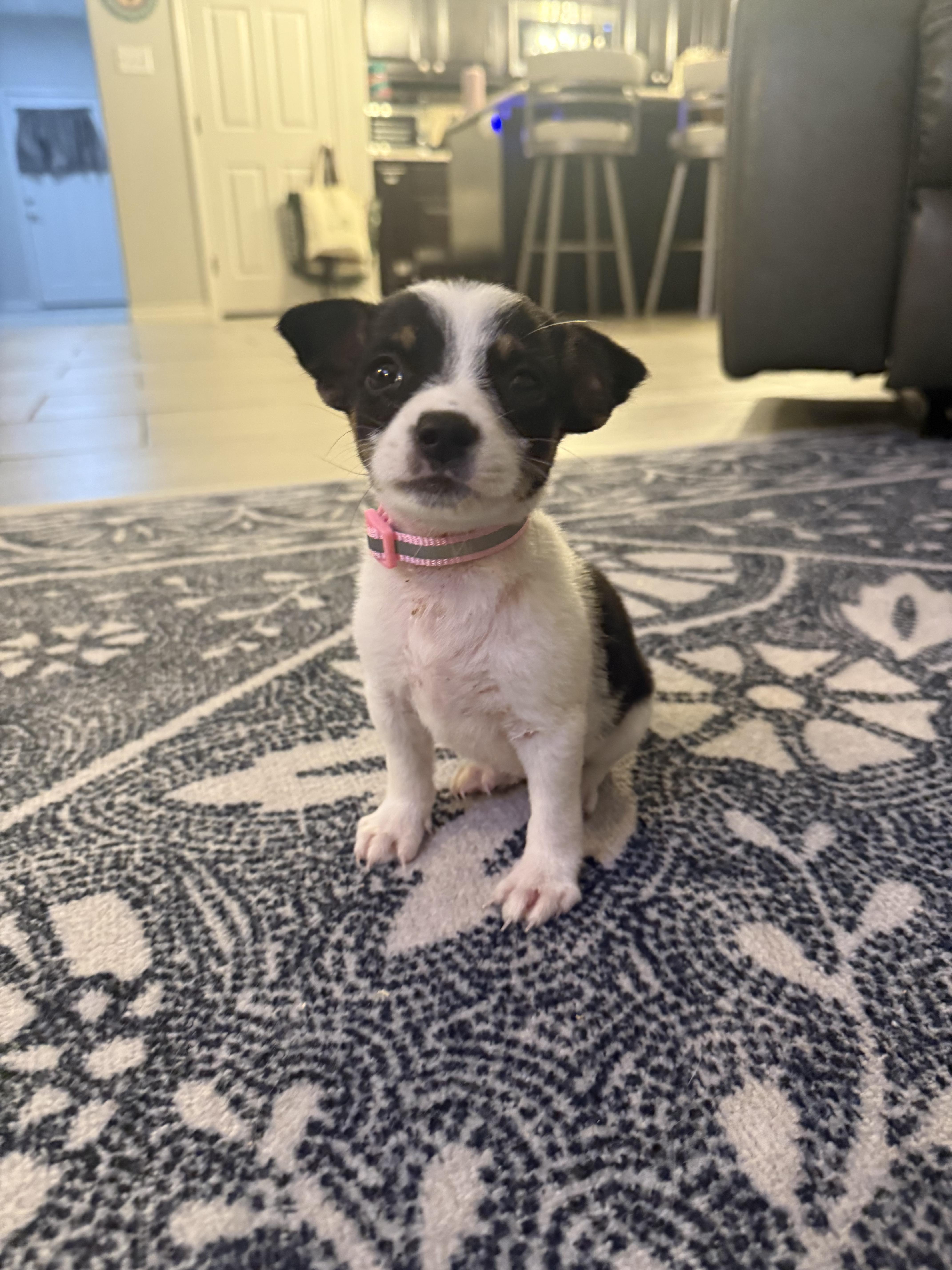 A baby small-sized female Terrier dog named Marina for adoption in Copiague, NY