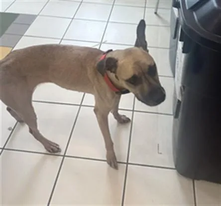An adult large-sized female Boxer dog named Georgia for adoption in Derwood, MD