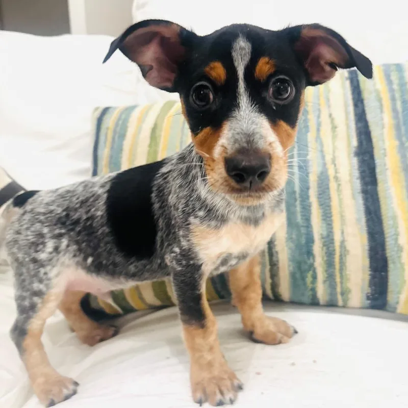 A baby small-sized male White / Cream Chihuahua dog named Bandit for adoption in Fort Lauderdale, FL