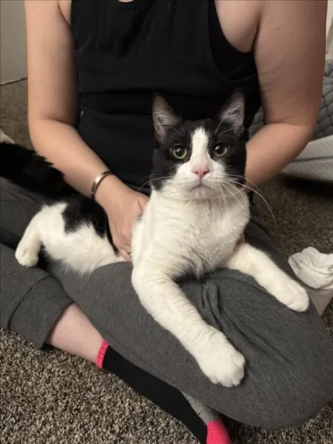 A young medium-sized male Black & White / Tuxedo Domestic Short Hair cat named Truman for adoption in Woodland, CA