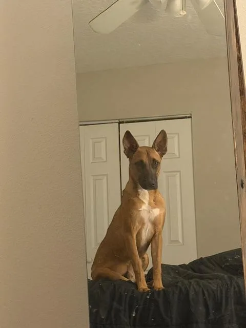 A young large-sized male Belgian Shepherd / Malinois dog named Phoenix for adoption in Parrish, FL