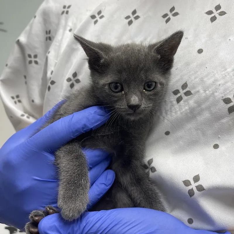A baby small-sized female Gray / Blue / Silver Domestic Short Hair cat named Peni for adoption in Long Beach, CA
