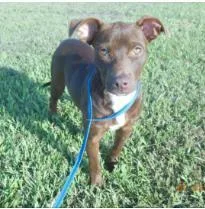 An adult medium-sized female Mixed Breed dog named Gypsie for adoption in West Chester, PA