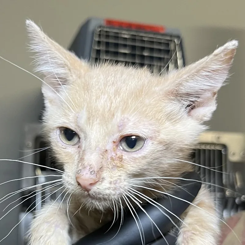 A baby small-sized male Buff / Tan / Fawn Domestic Short Hair cat named Achilles for adoption in Palm Springs, CA