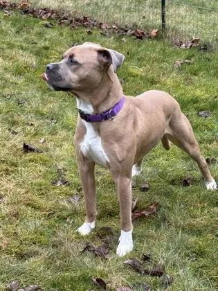 An adult large-sized male Pit Bull Terrier dog named Arthur for adoption in Bellevue, WA