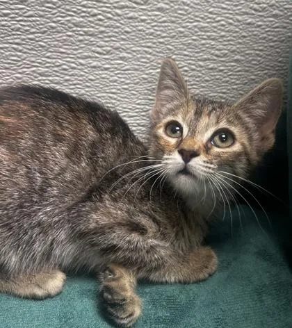 A young small-sized female Domestic Short Hair cat named Daja for adoption in Phoenix, AZ
