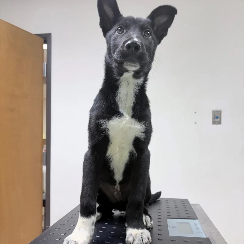 A baby medium-sized male Black Collie dog named Freddy for adoption in Tyler, TX