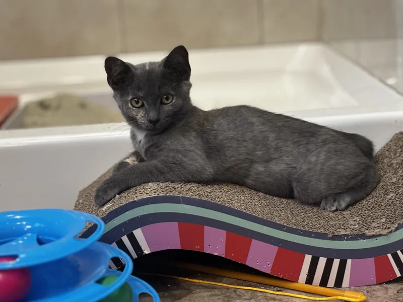 A baby medium-sized female Domestic Short Hair cat named Princess Donut for adoption in Winchester, VA