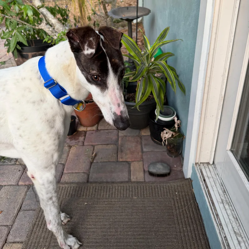 A young large-sized male Greyhound dog named Jamaica Damo for adoption in Tarpon Springs, FL