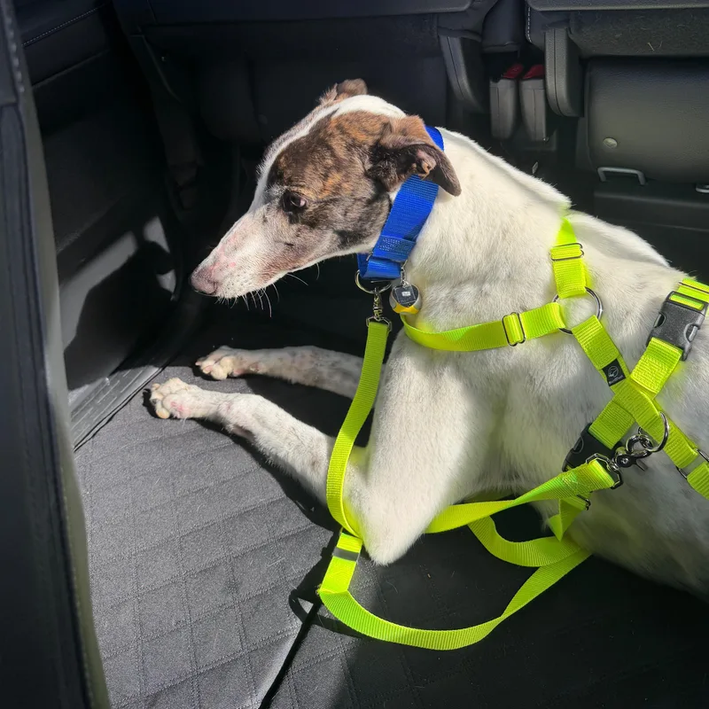 Jamaica Damo thumbnail 2