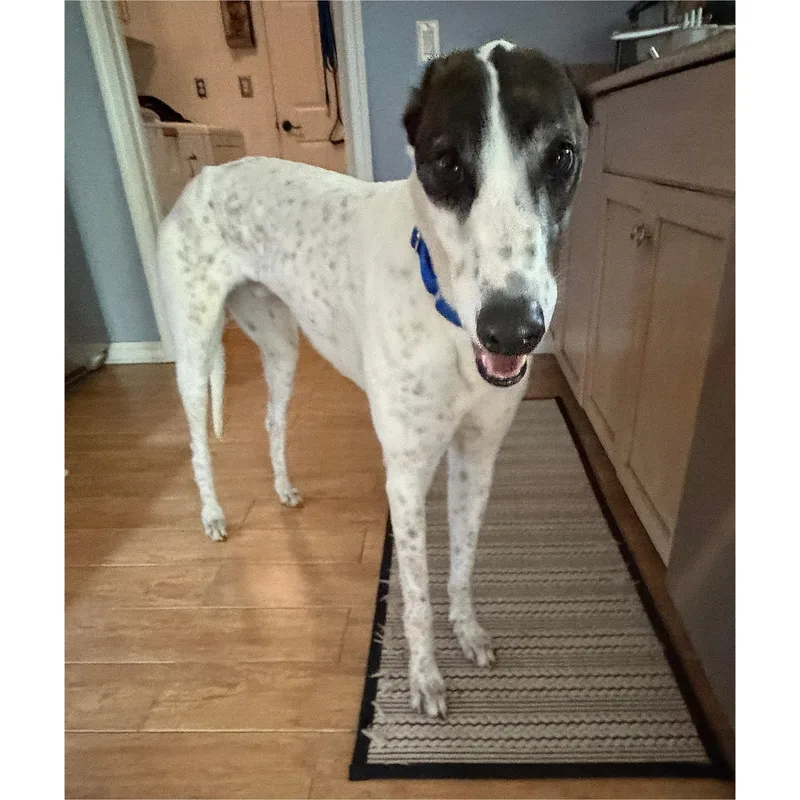 Jamaica Damo thumbnail 3