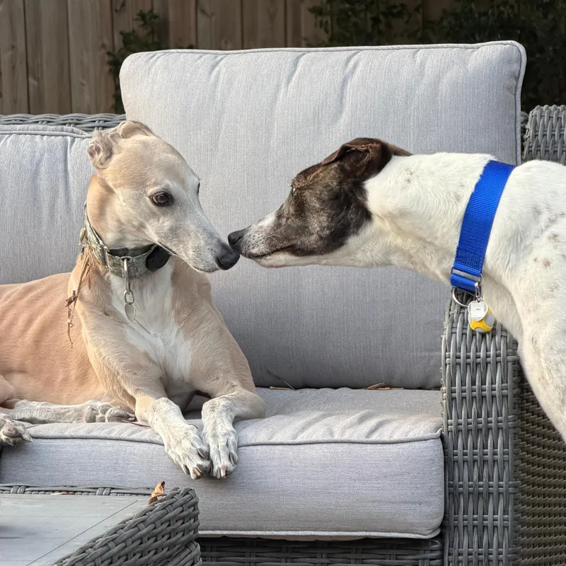 Jamaica Damo thumbnail 4