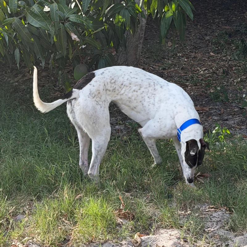 Jamaica Damo thumbnail 5