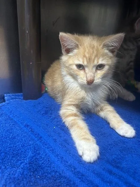 A baby medium-sized male Domestic Short Hair cat named Orson for adoption in Herndon, VA