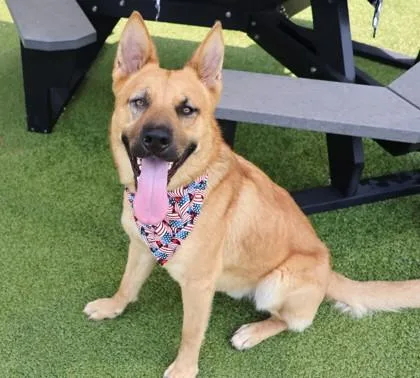 A young large-sized male Mixed Breed dog named Horus for adoption in Athens, GA