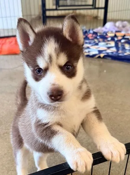 A baby medium-sized female Bicolor Husky dog named Cassia Sky ...she's Out for adoption in Studio City, CA