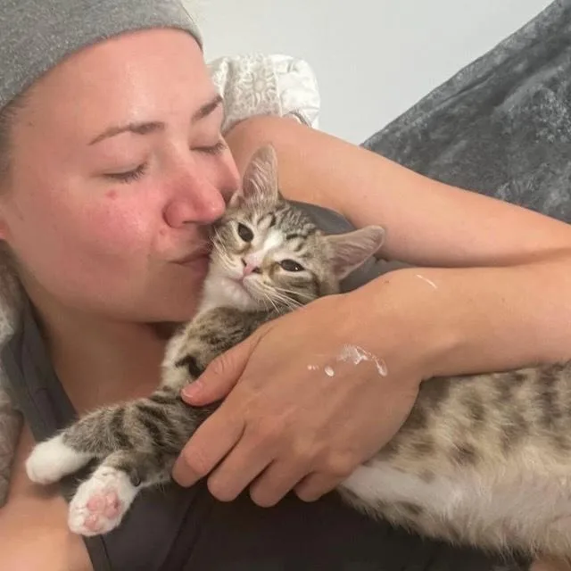 A baby small-sized female Domestic Short Hair cat named Petunia Petal for adoption in Chicago, IL