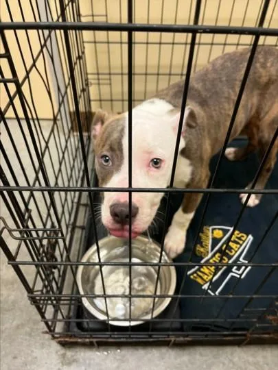 A baby small-sized male Pit Bull Terrier dog named Mikey for adoption in Texas City, TX