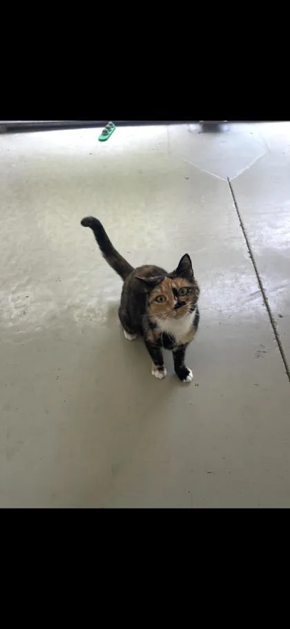 An adult medium-sized female American Shorthair cat named Fanta for adoption in Cashiers, NC