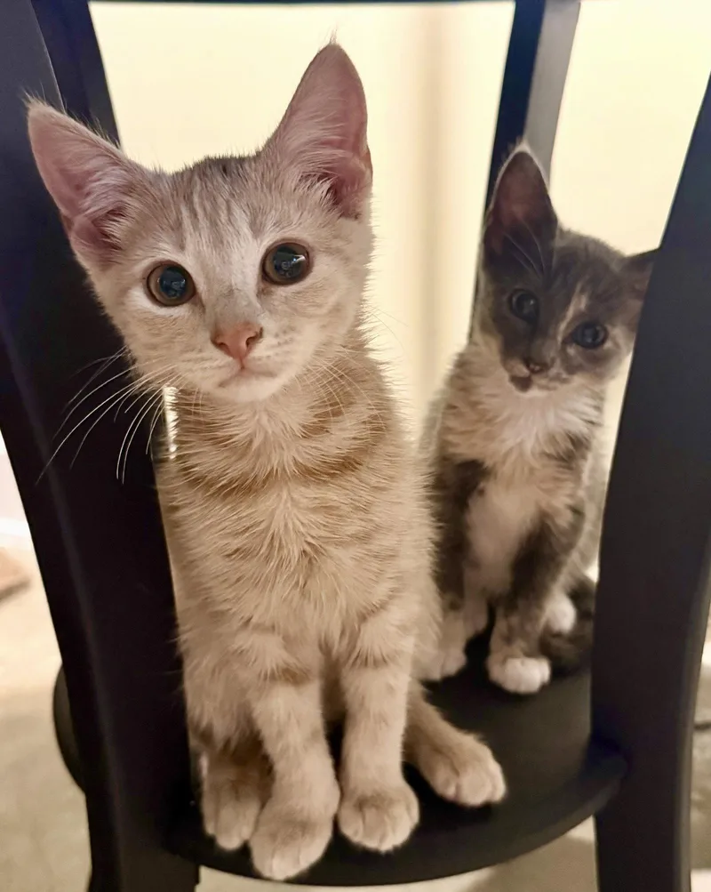 A young medium-sized female Domestic Short Hair cat named Bitsy for adoption in Charleston, SC