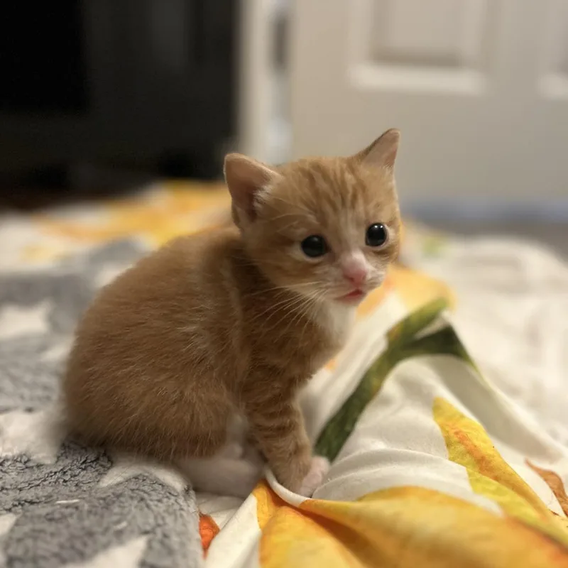 A baby small-sized male Orange / Red Domestic Short Hair cat named Jellybean for adoption in Atlanta, GA