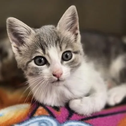 Benny