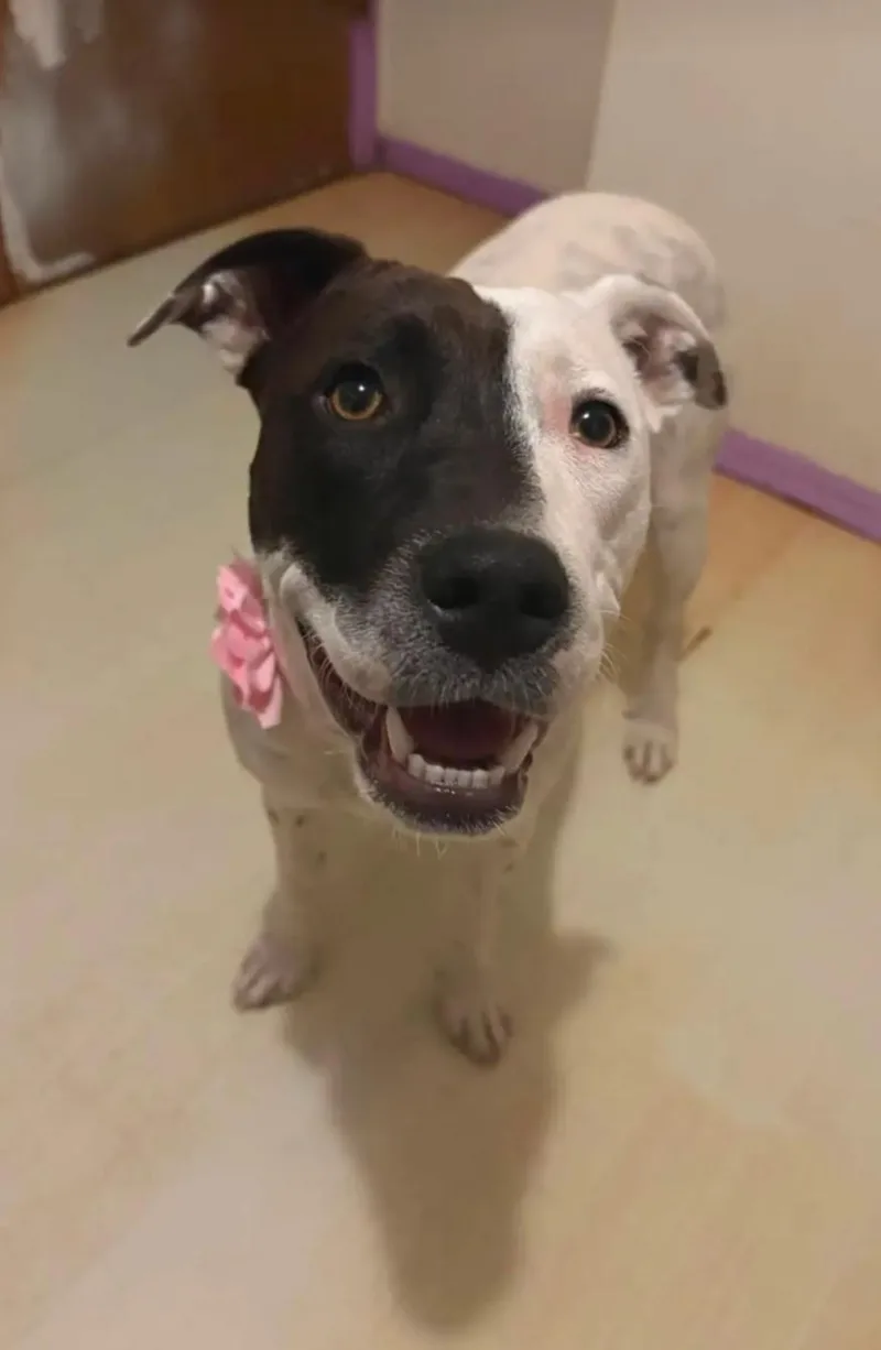 A baby medium-sized female Black Pit Bull Terrier dog named Luna for adoption in Moore, OK
