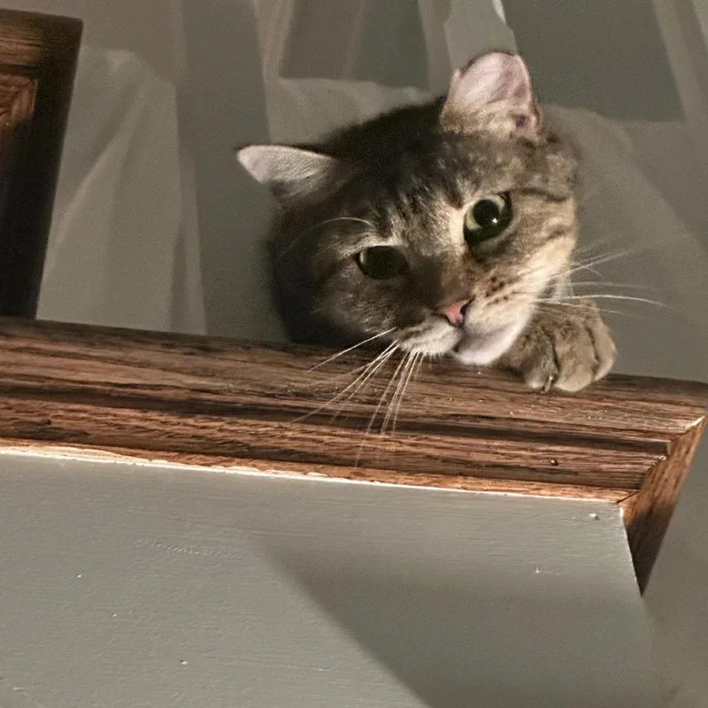 A young small-sized female Gray / Blue / Silver Domestic Short Hair cat named Estee Meowder for adoption in Brooklyn, NY