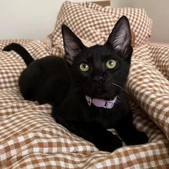 A baby small-sized female Black Domestic Short Hair cat named Wednesday for adoption in Los Angeles, CA