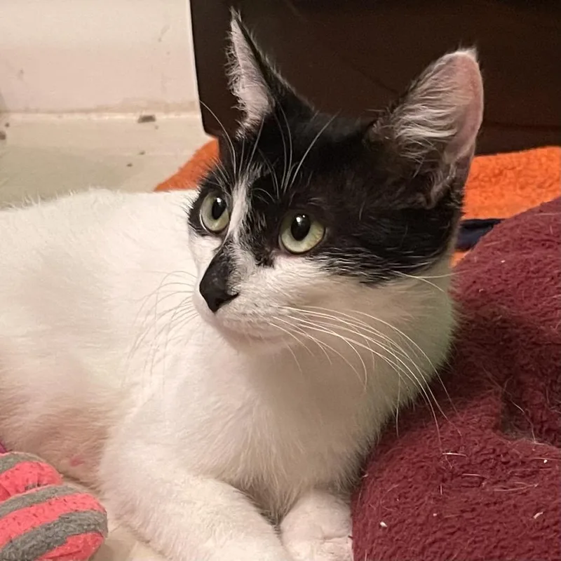 An adult medium-sized female White Domestic Short Hair cat named Lane for adoption in Springfield, IL